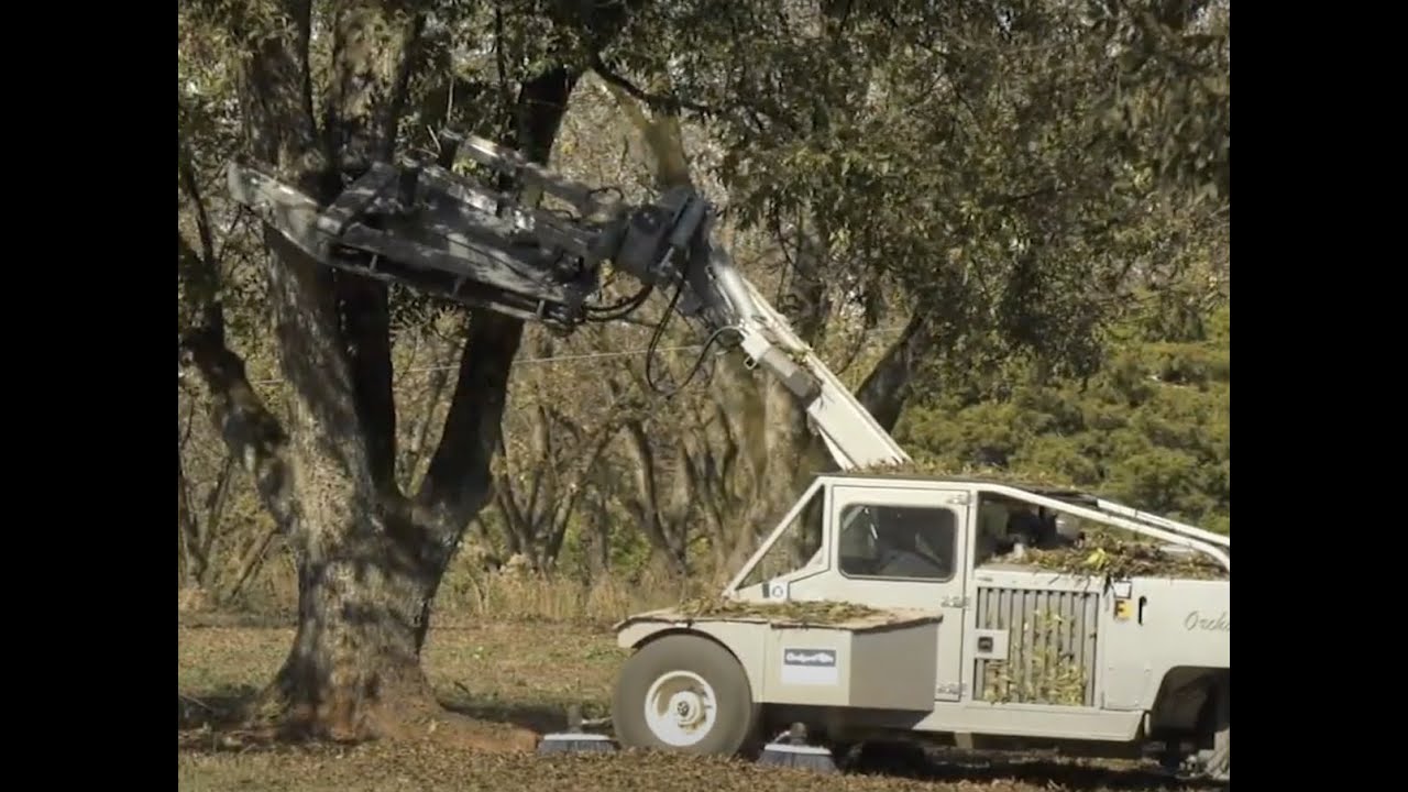 Research Plays Important Role in Future of the Pecan Crop