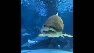 قرش المياه العميقة shark