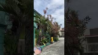 Simply Joys myday  sundayroutine home houseplants