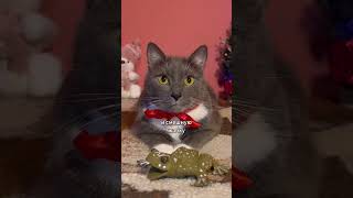 С НОВЫМ ГОДОМ! 😺