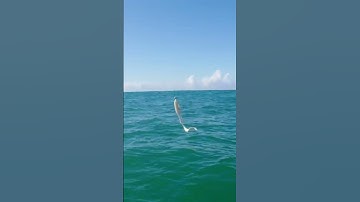 Master the Jig Head Setup for Bigger Catches! | Step Outside with Paul Burt