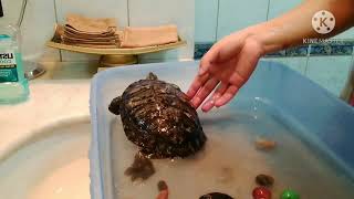 कासरी साफ गर्ने काछुवा लाई // How to clean turtle//