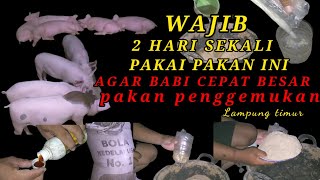 wajib 2 hari sekali pakai pakan ini agar babi cepat besar pakan penggemukan babi Lampung timur