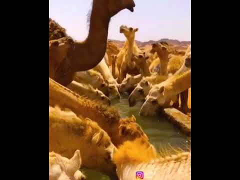 عيدمنيف صويلح 