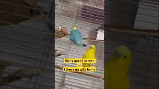 Жену Домой Загнал I Drove My Wife Home