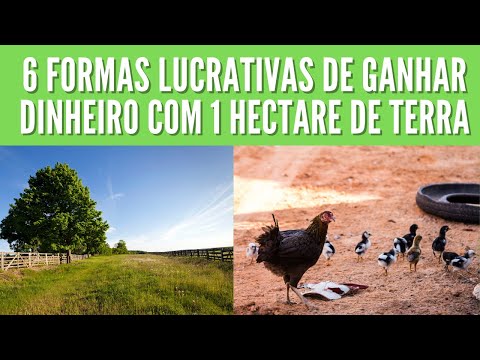 6 formas de GANHAR DINHEIRO com 1 hectare de terra