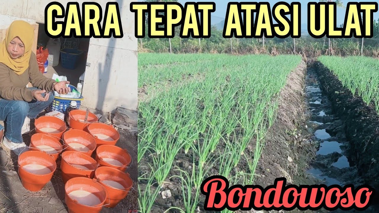 CARA BASMI ULAT YANG TEPAT SAAT MUSIM KEMARAU