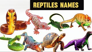 Reptile animal names for kids | English vocabulary | kids education #kidslearning 