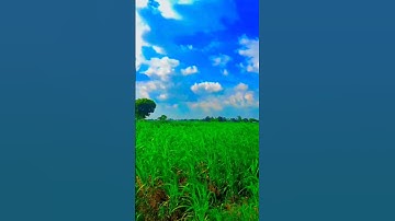 save tree  #tree #shortsfeed