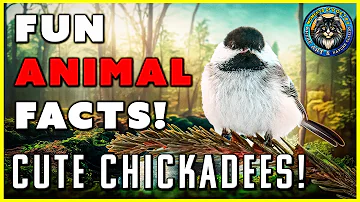 Discover the Black-Capped Chickadee: Nature's Adorable Fluffball!