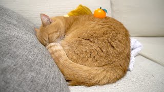 きな粉餅になって寝正月を満喫する猫-A cat enjoying the New Year's sleep-