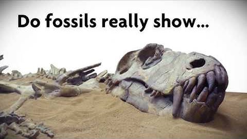The Fossil Record | That