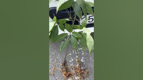 2 củ sâm rừng 2 lạng 5 mời các bác siêu tầm gọi 0377965679 e Nguyệt nhé