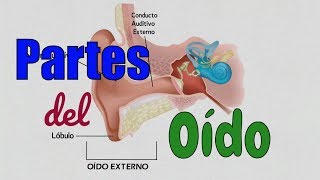 🔵 PARTES del OÍDO 👂 Martillo, Yunque y Estribo 🧏🏻✔️