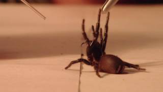 Australian Reptile Park LOVES funnel web spiders!