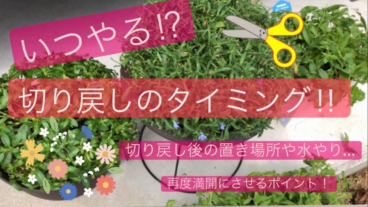 切り戻し タイミングとポイント 切り戻し後の管理の仕方も紹介します Youtube