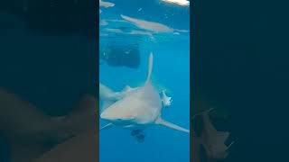 Swimming with Sharks in South Africa