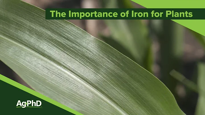 The Importance Of Iron For Plants (From Ag PhD #1130 - Air Date 12-1-19)