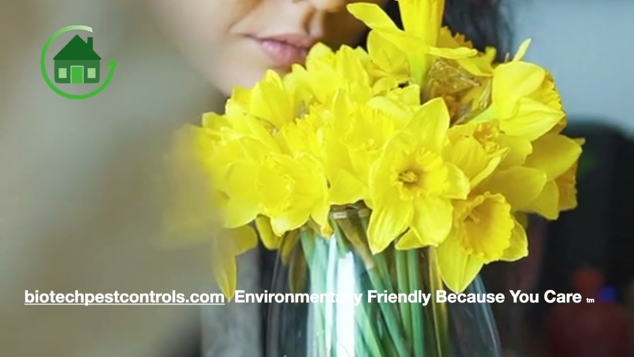 Environmentally Friendly Pest Control