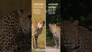 difference between cheetahs and leopard #viral #wildanimals #animals
