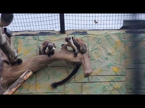 A group of Black giant squirrels