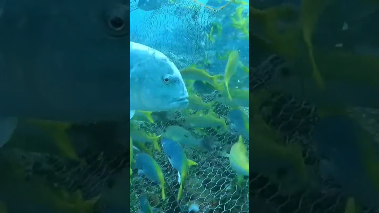 GoPro in bait trap 😱🥰 