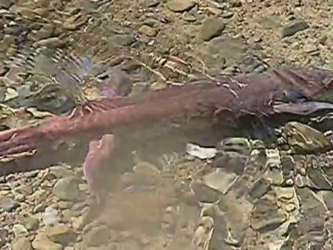 California Giant Salamander in Mill Creek, Sonoma Co., CA riverdale