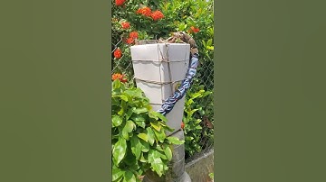 siêu phẩm mai thác đổ