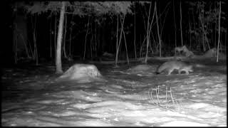 Two Foxes - Three Eyes