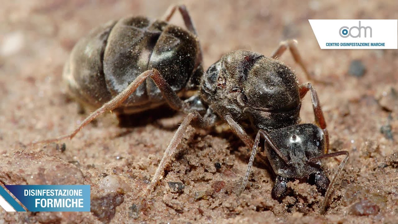 Formiche - Guida alle disinfestazioni
