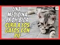 🆘 MEDICAMENTO ILEGAL CURA A MILLONES DE GATOS CON PIF 🆘 (Peritonitis Infecciosa Felina)