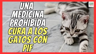  Illegal Medication Cures Millions Of Cats With Fip  feline Infectious Peritonitis