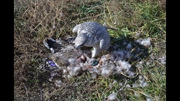 Falconry: Quick thoughts on trust in the field