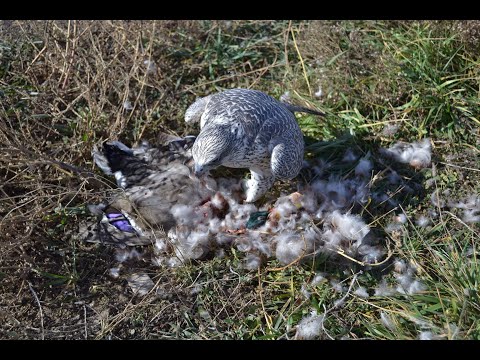 Falconry: Quick thoughts