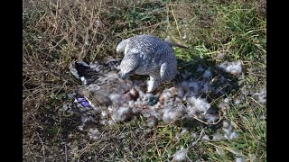 Falconry: Quick thoughts on trust in the field