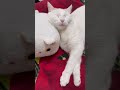 #позитив #популярное #юмор #цитаты #стэтхэм #приколы #cat #видосыоткота #котики