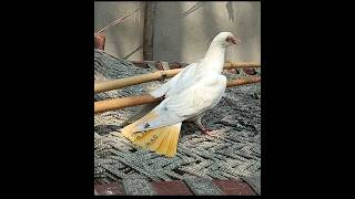 Chatri Wale Kabootar For Sale 03157082491 Whats App