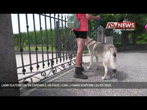 LADRI SCATENATI IN VIA CAMPANA E VIA PIAVE, I CANI LI FANNO SCAPPARE | 24/07/2025
