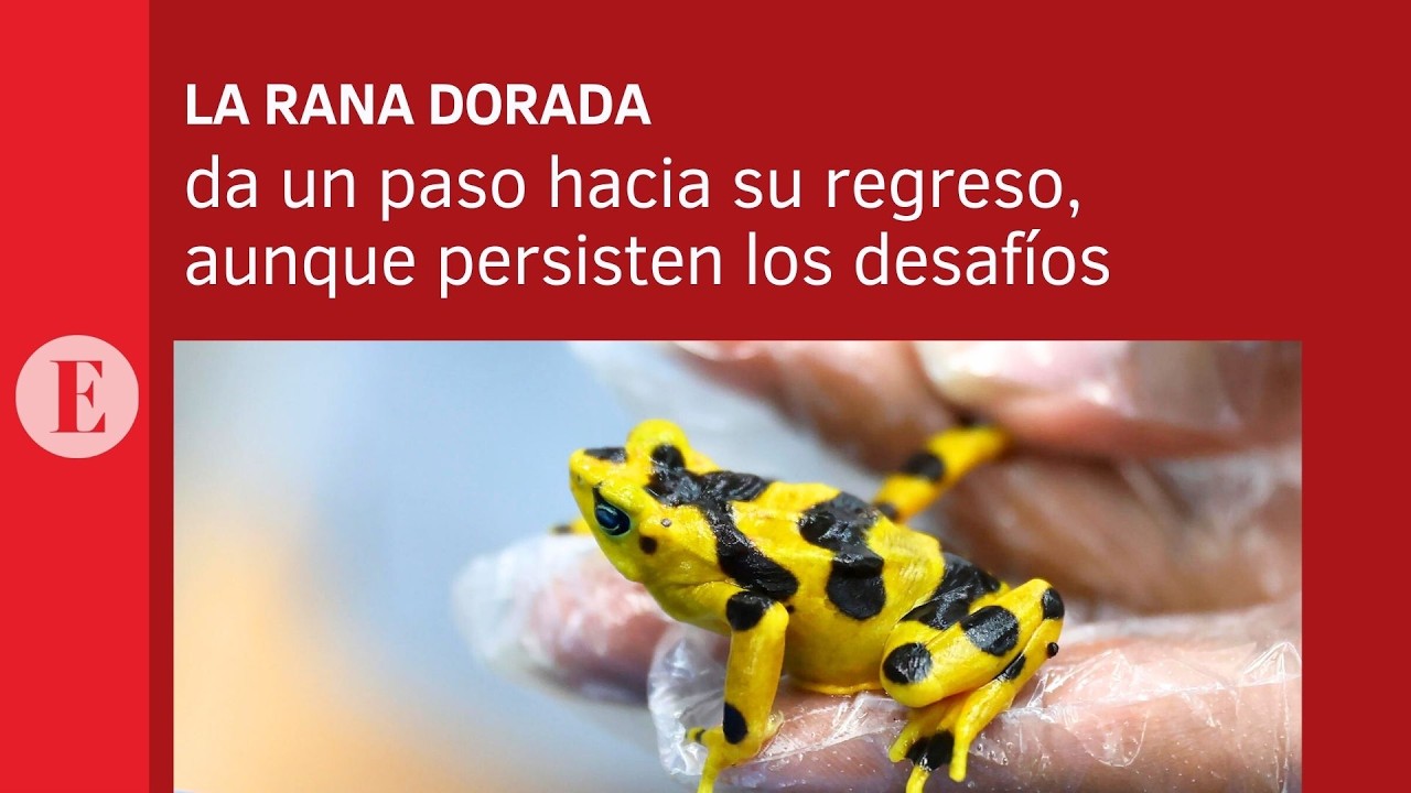 The golden frog takes a step towards its return, although