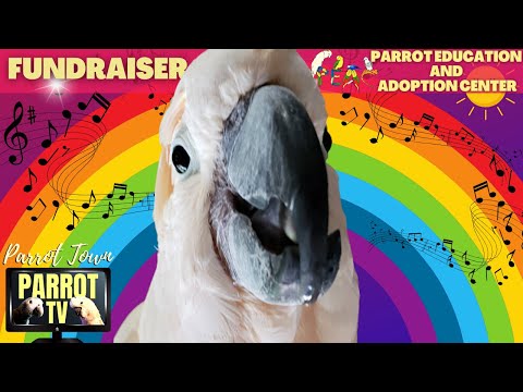 Birbie Toybox Tunes | Playful Music for Happy Birds | Parrot TV for Your Bird Room🤹