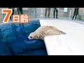 【アザラシ成長記録】遂に初泳ぎ・・・・・！？　7日齢