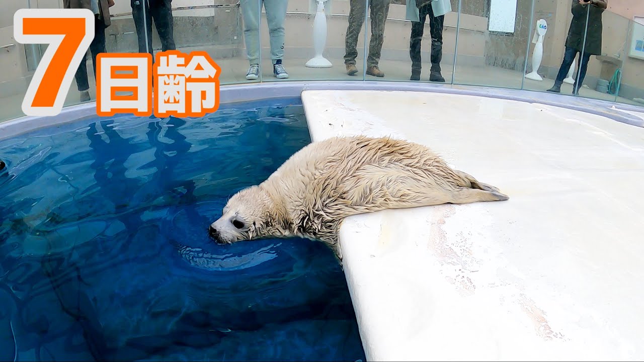 【アザラシ成長記録】遂に初泳ぎ・・・・・！？　7日齢