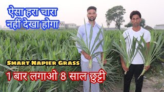 Smart Napier Grass | 1 बार लगाओ 8 साल छुट्टी |  ऐसा हरा चारा नहीं देखा होगा @napier grass