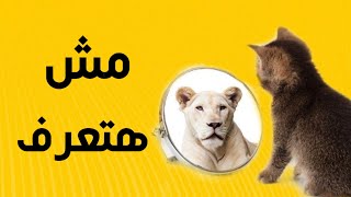 مش هتعرف | كلام الصور | توعية مع د/ ذكري سليمان