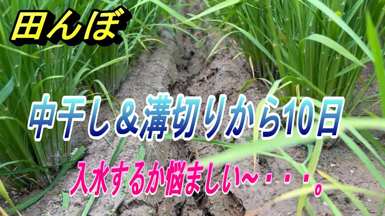 【2025田んぼ】中干し＆溝切りから10日目、どんな感じだ～。入水するには悩ましい感じ・・・。