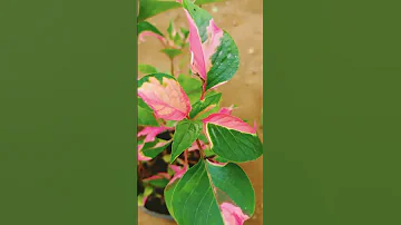 Alternanthera Plant Variety Shorts Sale 