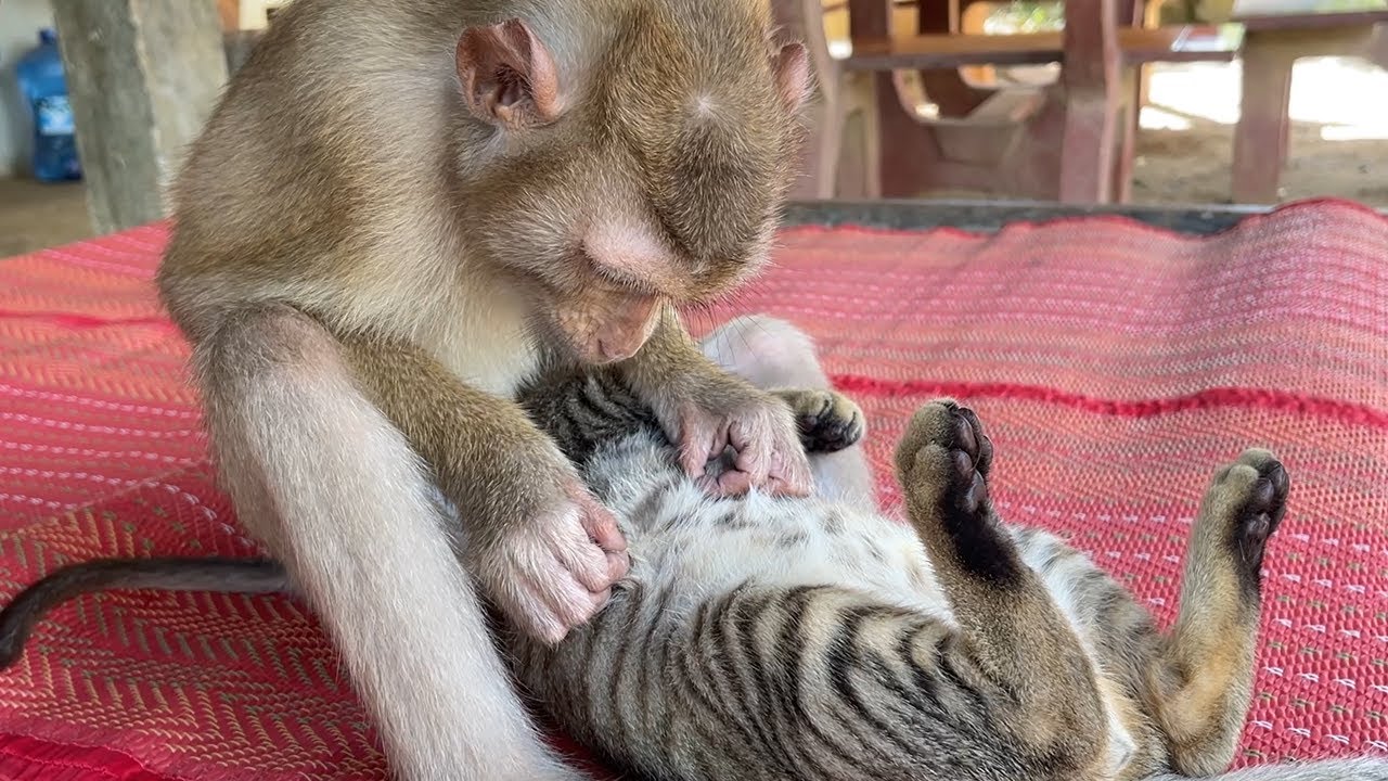 Haha Funniest Kittle Malla It So Relax!! Adorable Zueii Grooming Kitty So Good