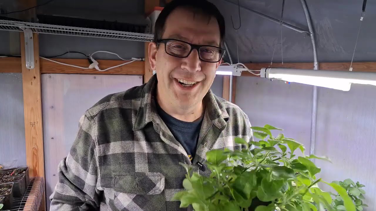 Trimming Petunias To Prepare For Planting
