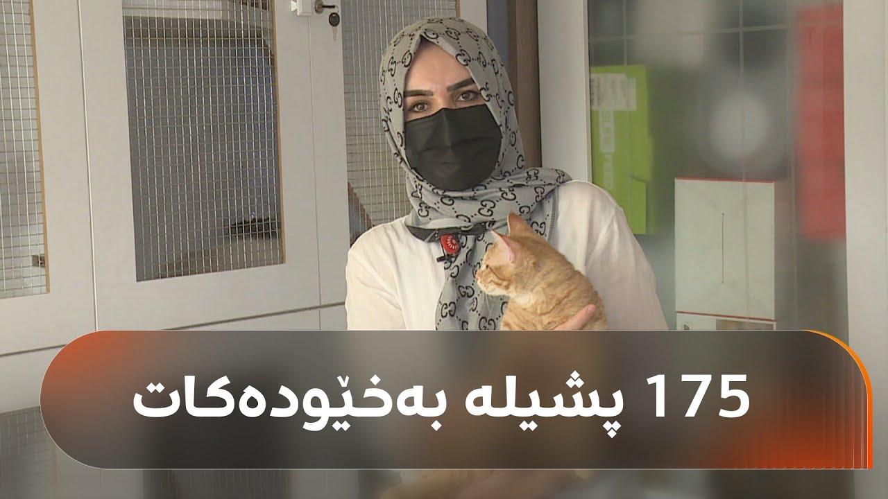 ئەم کچە لەنێو ماڵەکەی خۆیدا لە هەولێر 175 پشیلە بەخێودەکات کە زۆربەیان کەمئەندامن: سکم پێیان دەسووتێ