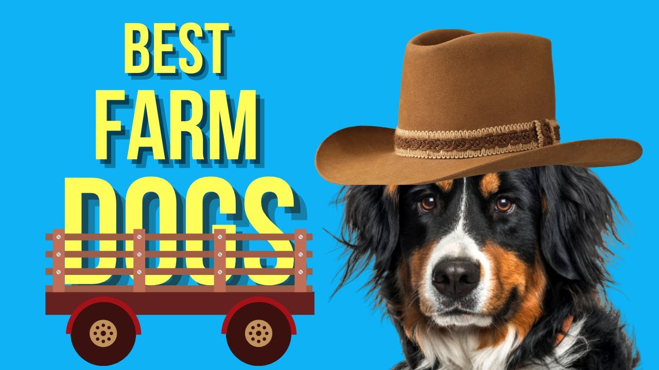 Top 10 Best Farm Dog Breeds ( Homestead Dogs )